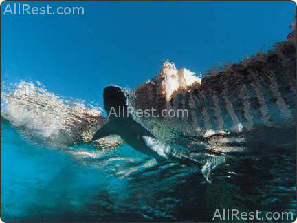 Atlantis Paradise Island Resort 54